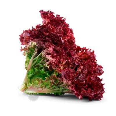 Salat list "Bakja" gyzyl, 1 desse